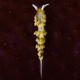 Illustration for article titled Striking Photographs Of Sea Slugs Expose The Alien World Under the Sea